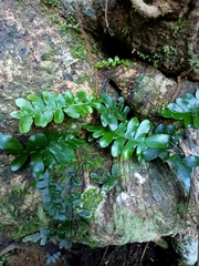 Arthropteris palisotii