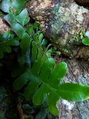 Arthropteris palisotii