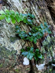 Arthropteris palisotii