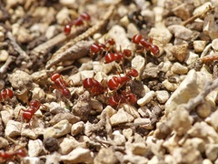 Pogonomyrmex barbatus