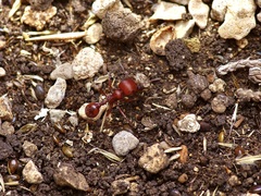 Pogonomyrmex barbatus