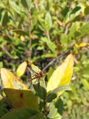 Physocephala burgessi