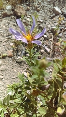 Eucephalus ledophyllus ledophyllus