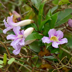 Bignonia callistegioides