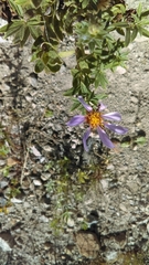 Eucephalus ledophyllus ledophyllus