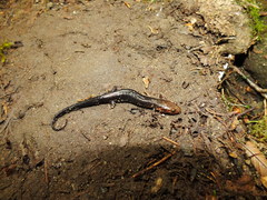 Desmognathus imitator