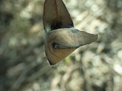 Cymbacha
