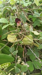 Macroptilium atropurpureum