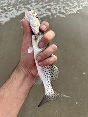 Cynoscion nebulosus