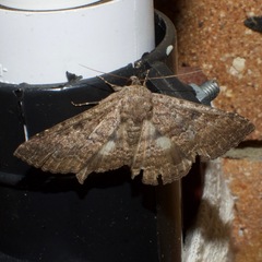 Eudesmeola lawsoni