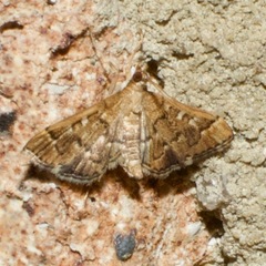 Nacoleia rhoeoalis
