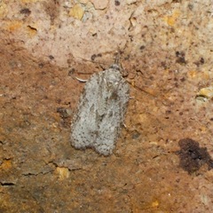 Isotenes miserana