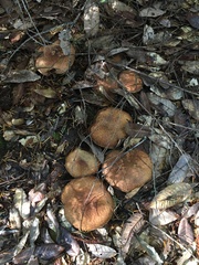 Suillus lakei
