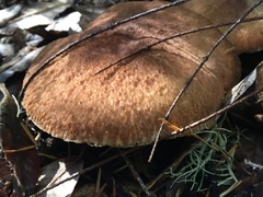 Suillus lakei