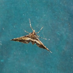 Nacoleia mesochlora
