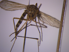 Aedes antipodeus