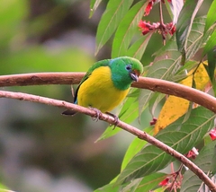 Chlorophonia cyanea
