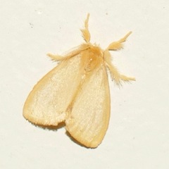 Euproctis lutea