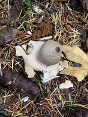 Geastrum