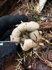 Geastrum