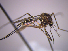 Aedes antipodeus