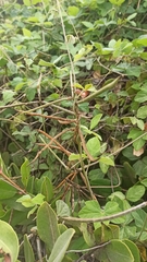 Macroptilium atropurpureum