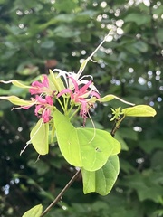 Bauhinia divaricata