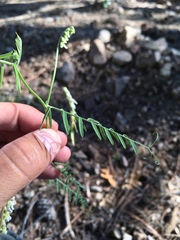 Vicia pulchella