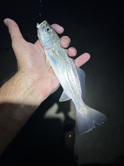 Cynoscion regalis