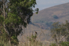 Oriturus superciliosus