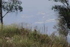 Oriturus superciliosus