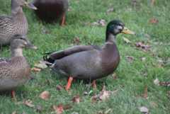 Anas rubripes × platyrhynchos