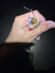 Cynoscion regalis