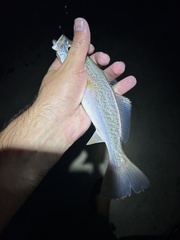 Cynoscion regalis