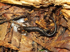 Desmognathus imitator