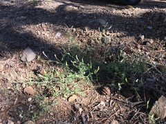 Vicia pulchella