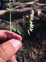 Vicia pulchella