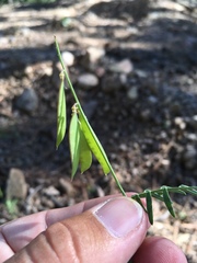 Vicia pulchella