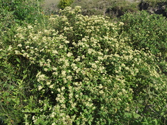 Varronia polycephala