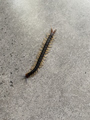 Cormocephalus westwoodi