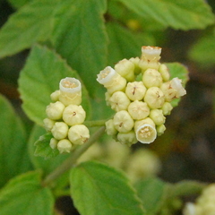 Varronia polycephala