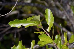 Quercus vaseyana