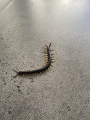 Cormocephalus westwoodi