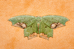 Chloroparda palliplagiata