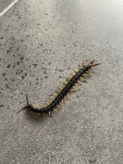 Cormocephalus westwoodi