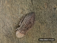 Ledromorpha planirostris