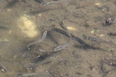 Gambusia affinis