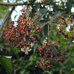 Cordia trichotoma