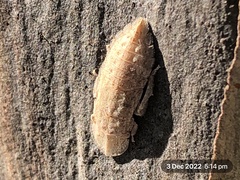 Ledromorpha planirostris