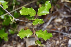 Quercus vaseyana